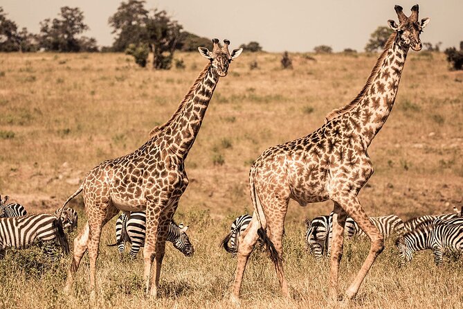 4 Days Camping Safaris - Accessibility and Requirements