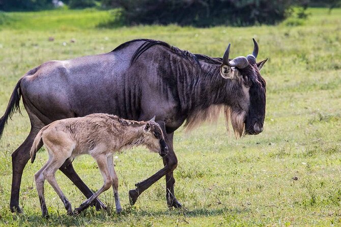 4 Days Camping Safaris - Ratings and Reviews
