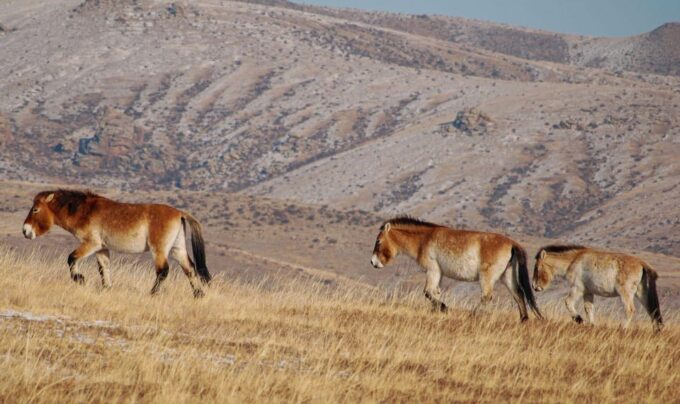 4 Days Central Mongolia-Amazing Experiece - Frequently Asked Questions