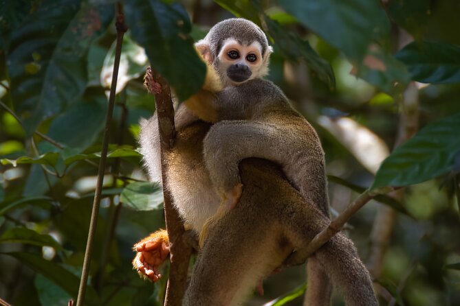 4 Days Cuyabeno Amazon Experience at Waita Lodge - Accommodations and Amenities