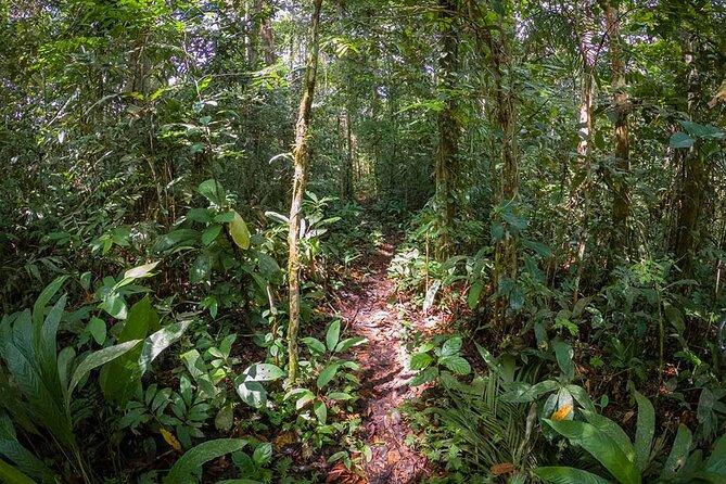 4 Days Deep Jungle Experience - Key Points