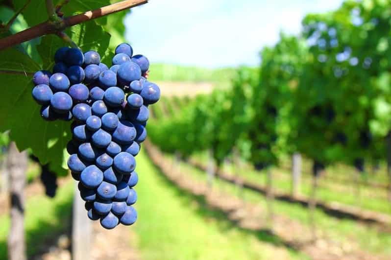 4-Days Essential Mendoza - City, Mountains & Wine! - Key Points