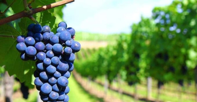 4-Days Essential Mendoza - City, Mountains & Wine! - Important Considerations