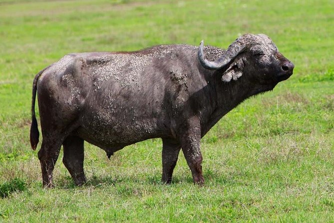 4 Days Experience Big Five in Tarangire, Serengeti & Ngorongoro Safari - Inclusions and Exclusions