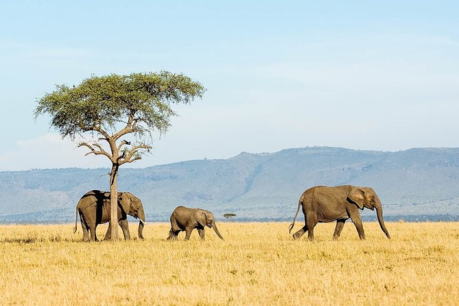 4 Days Experience Big Five in Tarangire, Serengeti & Ngorongoro Safari - Booking Information