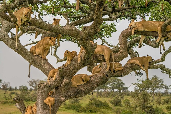 4 Days Experience Big Five in Tarangire, Serengeti & Ngorongoro Safari - Ngorongoro Conservation Area