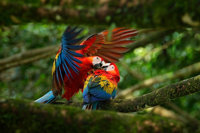 4-Days Family Tour With Visit to Cano Island and Corcovado - Tour Highlights