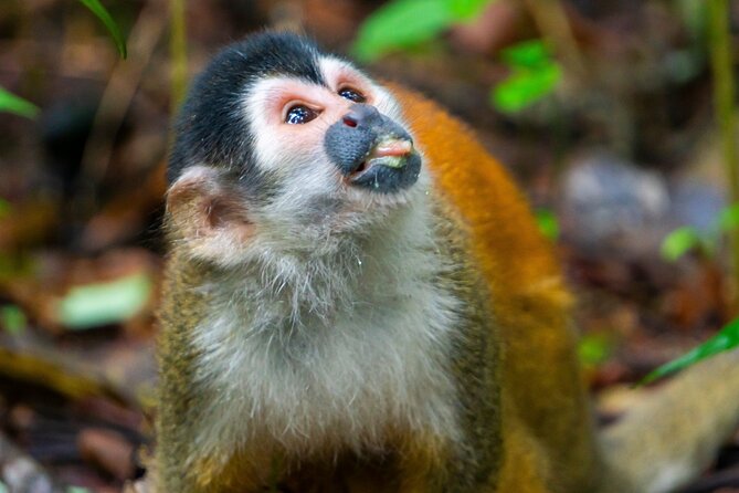 4-Days Family Tour With Visit to Cano Island and Corcovado - Corcovado National Park
