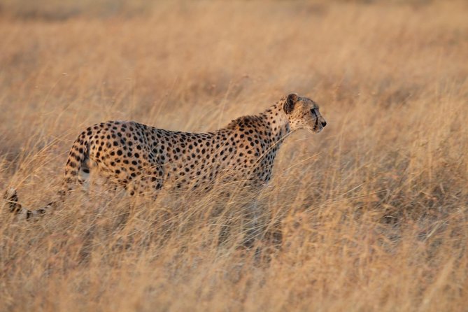 4 Days Game Drives Safari Tarangire, Serengeti and Ngorongoro Crater - Booking Information