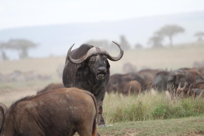 4 Days Game Drives Safari Tarangire, Serengeti and Ngorongoro Crater - Wildlife Encounters
