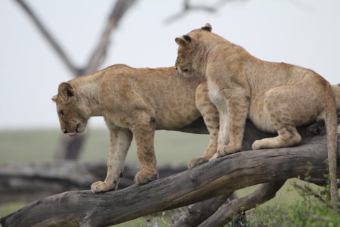 4 Days Game Drives Safari Tarangire, Serengeti and Ngorongoro Crater - Additional Considerations
