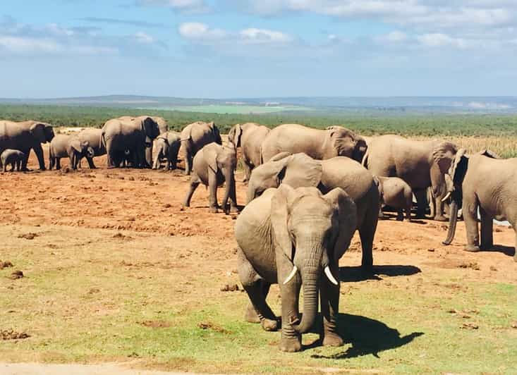 4 Days Garden Route Private Safari Tour From Cape Town - Key Points