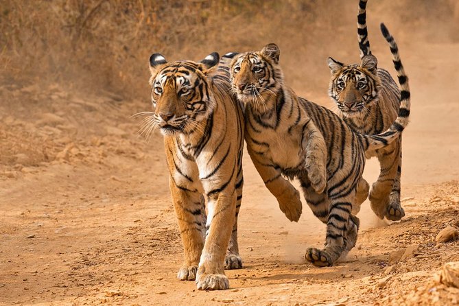 4 Days Golden Triangle Tour With Ranthambore From Delhi - Inclusions
