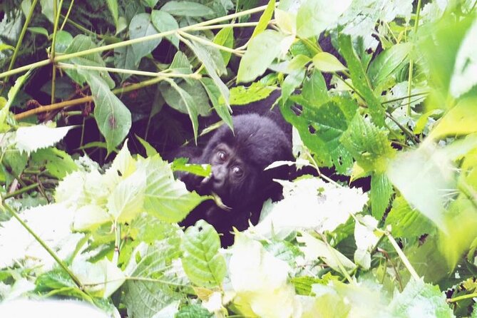 4 Days Gorilla and Chimps Trek Safari - Inclusions