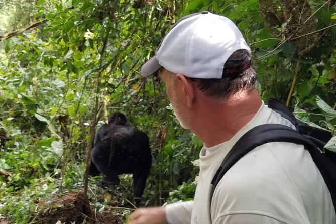 4 Days Gorilla and Chimps Trek Safari - Availability and Accessibility