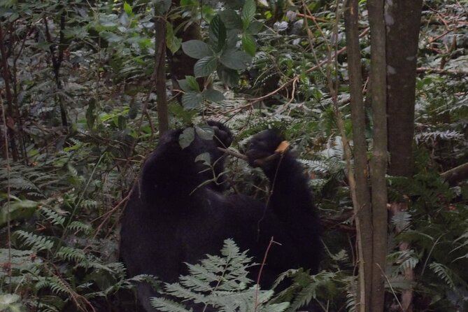 4 Days Gorilla and Chimps Trek Safari - Reviews