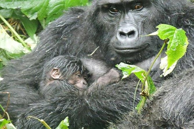4 Days Gorilla Experience Uganda - Accommodation and Meals