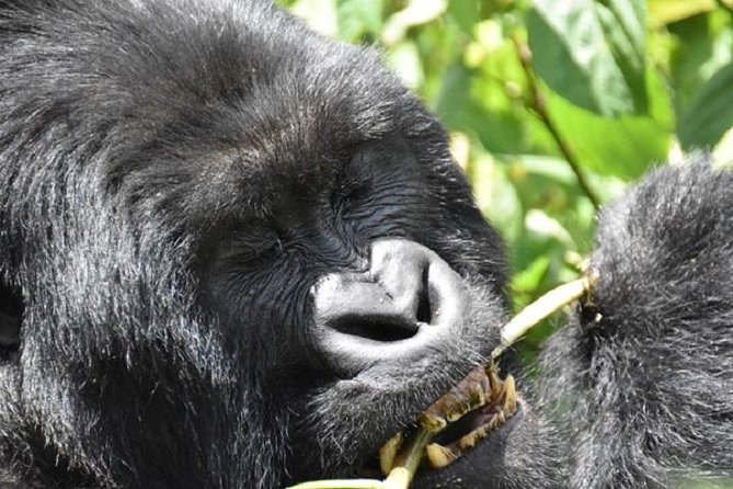 4 Days Gorilla Experience Uganda - Transportation and Logistics