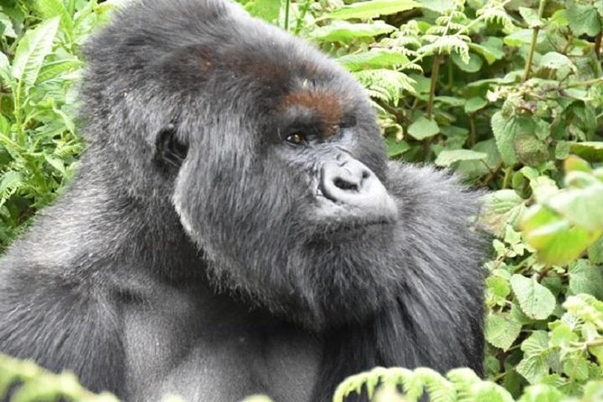 4 Days Gorilla Experience Uganda - Additional Information