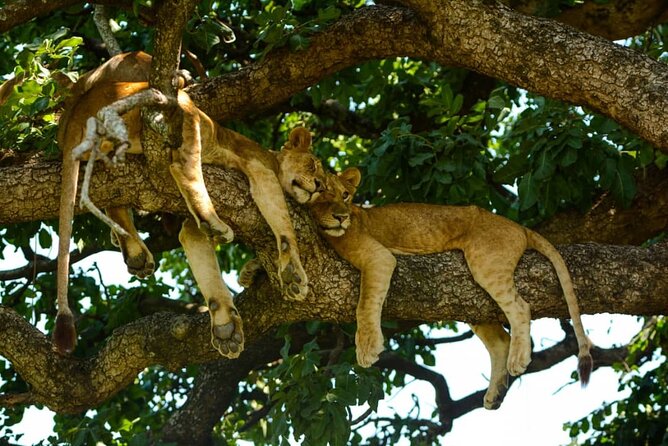 4 Days Group Joining Camping Safari to Tarangire Serengeti Ngorongoro Crater - Group Size and Accessibility