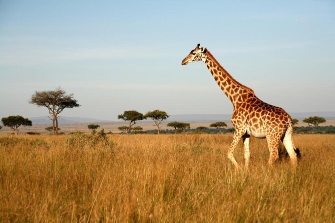 4 Days Group Joining Camping Tanzania Safari - Exclusions to Consider