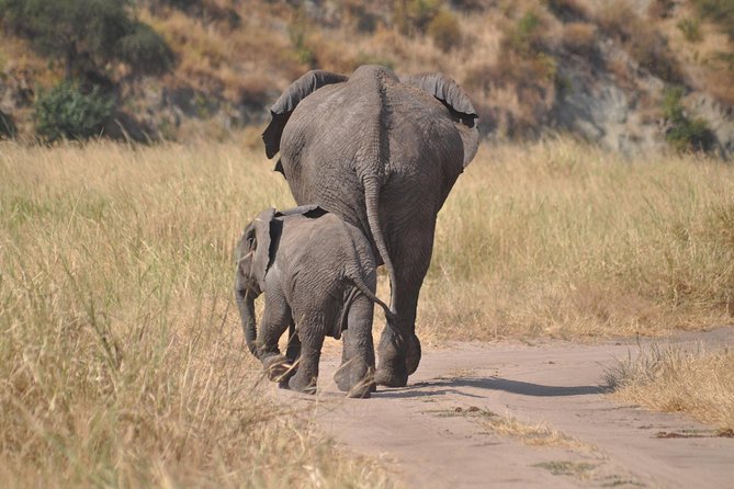 4 Days Group Safari - Meeting and Pickup