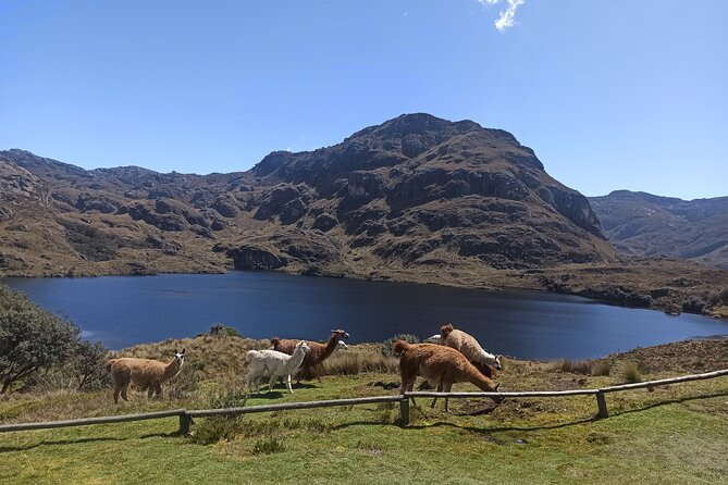 4 Days Guayaquil to Baños With Cajas Park, Cuenca and Chimborazo. - Key Points