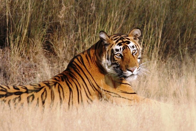 4 Days Guided Jaipur, Ranthambore Tigers, Udaipur Tour With Safari,Lunch & Hotel - Meal Inclusions