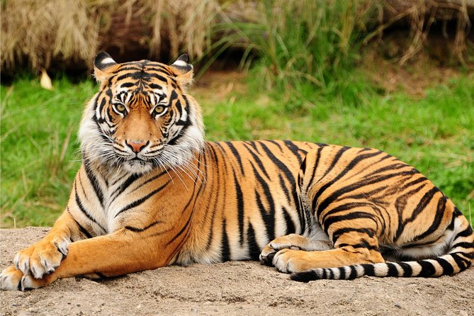 4 Days Guided Jaipur, Ranthambore Tigers, Udaipur Tour With Safari,Lunch & Hotel - Monument Entry Fees