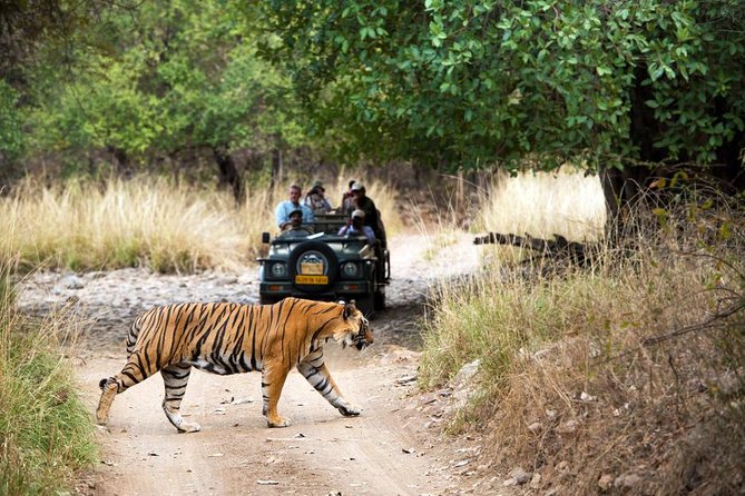 4 Days Jaipur, Ranthambore, Agra Tour Including Safari & Hotels - Pickup and Meeting Information