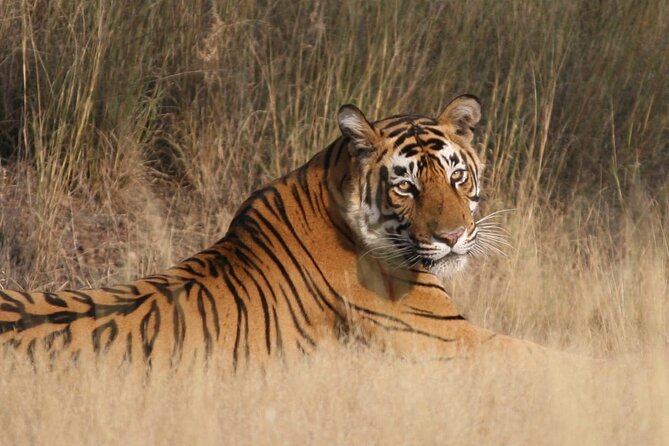 4 Days Jaipur, Ranthambore, Agra Tour Including Safari & Hotels - Exploring Jaipurs Historic Landmarks
