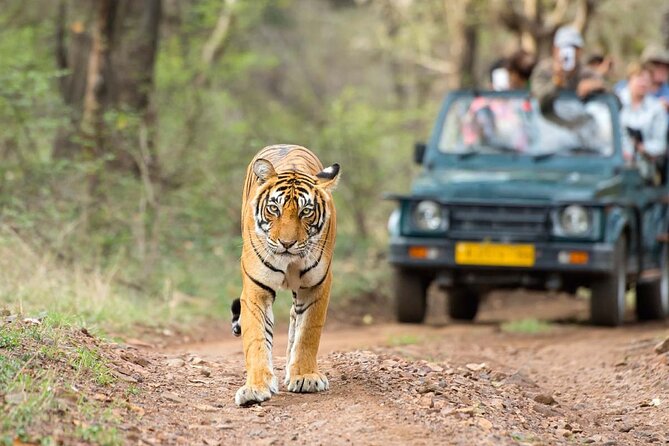 4 Days Jaipur, Ranthambore, Agra Tour Including Safari & Hotels - Wildlife Safari in Ranthambore