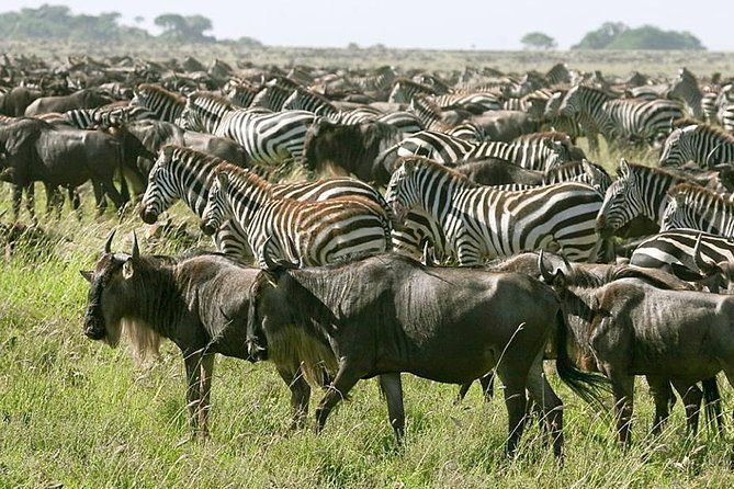 4 Days Join Group Tour Tarangire Serengeti and Ngorongoro Crater - Destination Highlights