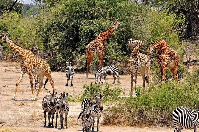 4 Days Joined Group Safari Serengeti,Ngorongoro and Tarangire National Parks - Transportation and Accessibility