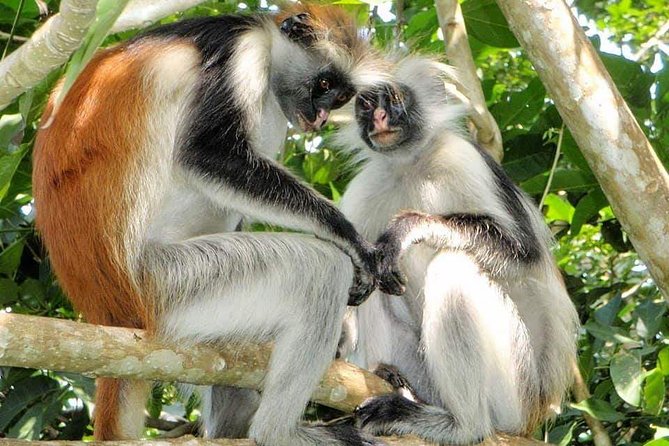 4 Days Joined Group Safari Serengeti,Ngorongoro and Tarangire National Parks - Tarangire National Park and Elephant Encounters