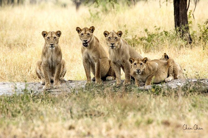 4 Days Joining Group Budget Camp Safari in Serengeti , Ngorongoro and Tarangire - Ngorongoro Conservation Area Exploration