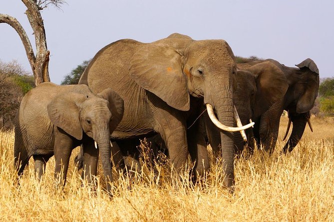 4 Days Joining Group Budget Camp Safari in Serengeti , Ngorongoro and Tarangire - Tarangire National Park Wonders