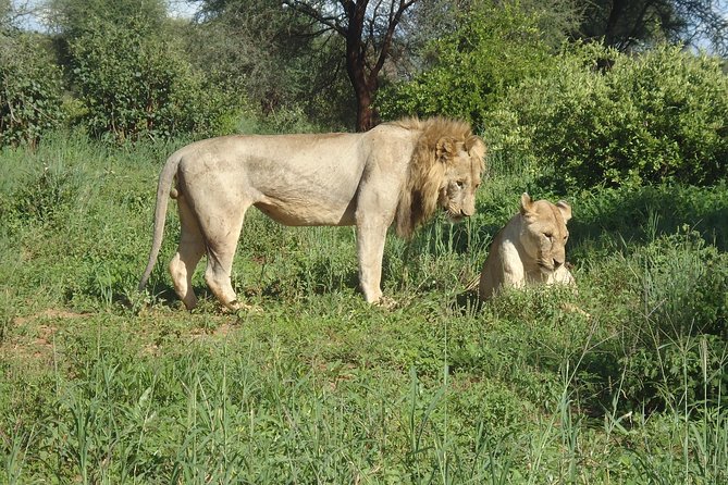 4 Days Joining Group Budget Camp Safari in Serengeti , Ngorongoro and Tarangire - Complimentary Airport and Hotel Pickup