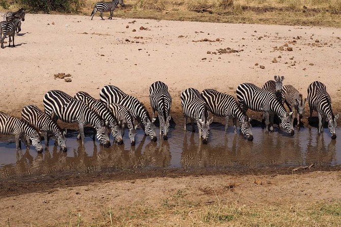 4 Days Joining Group Budget Camp Safari in Serengeti , Ngorongoro and Tarangire - Inclusive Meals and Camping Equipment