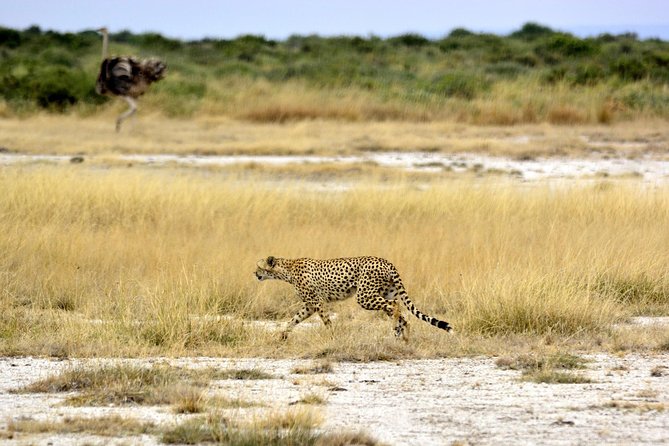 4 Days Joining Group Budget Camp Safari in Serengeti , Ngorongoro and Tarangire - Transportation and Meeting Arrangements