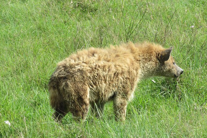 4 Days Joining Safari : Lake Manyara, Serengeti & Ngorongoro - Exclusions