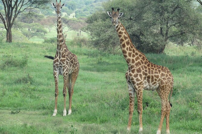 4 Days Joining Safari : Lake Manyara, Serengeti & Ngorongoro - Destination Highlights