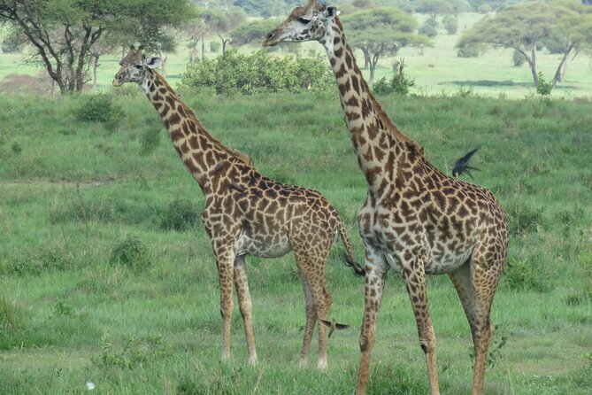 4 Days Joining Safari : Lake Manyara, Serengeti & Ngorongoro - Accommodation and Meals