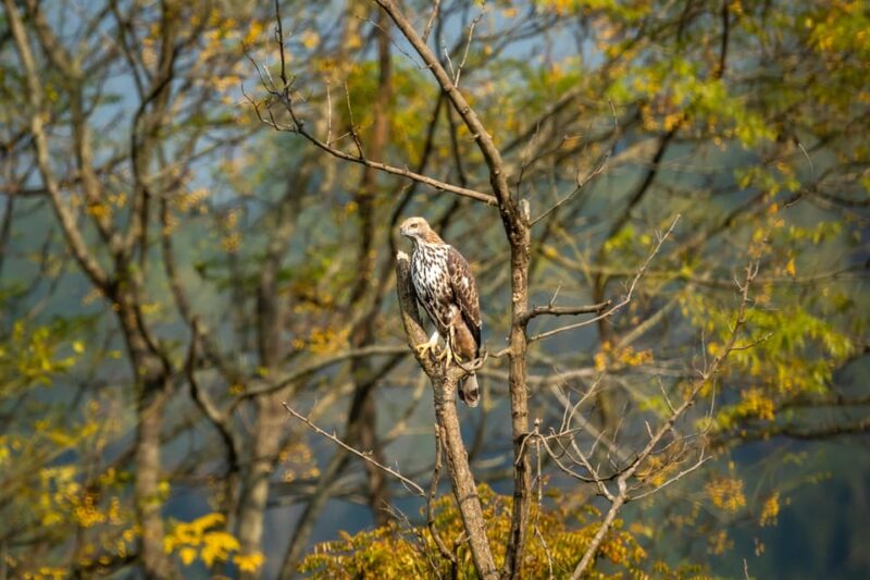 4 Days Khajuraho With Panna National Park (Wildlife Tour) - Key Points