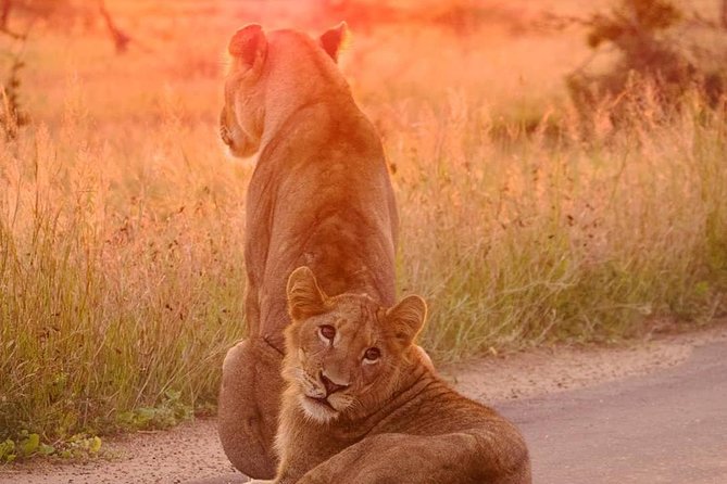 4 Days Kruger Park Big 5 Safari and Awesome Panorama Route - Meeting and Pickup Information