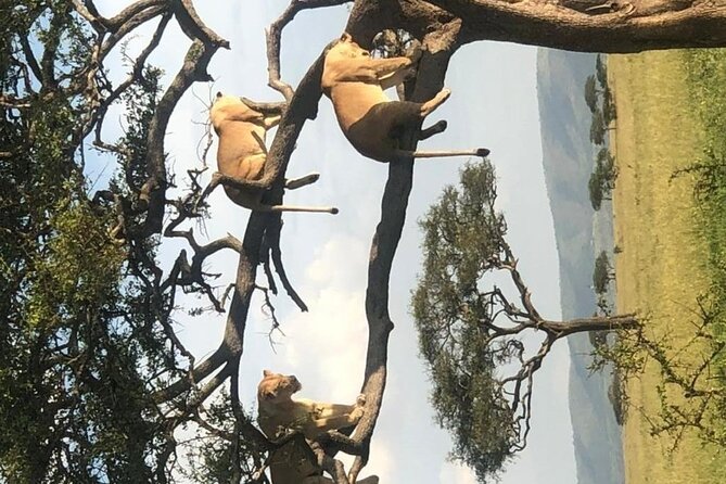4 Days Lodge &Camping Tarangire,Serengeti, Ngorongoro Safari Tour - Transportation and Logistics