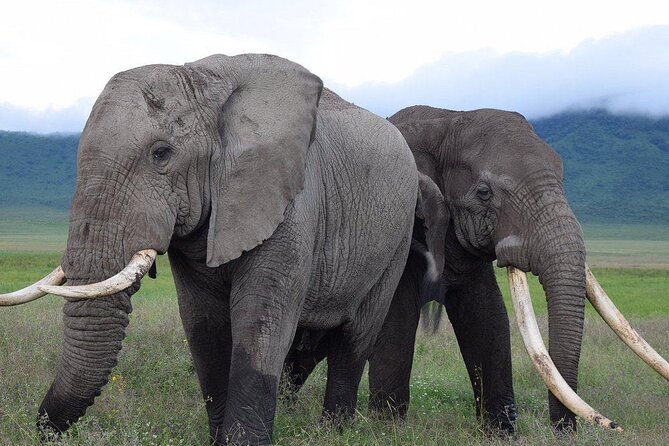 4 Days Lodge &Camping Tarangire,Serengeti, Ngorongoro Safari Tour - Wildlife Viewing Opportunities