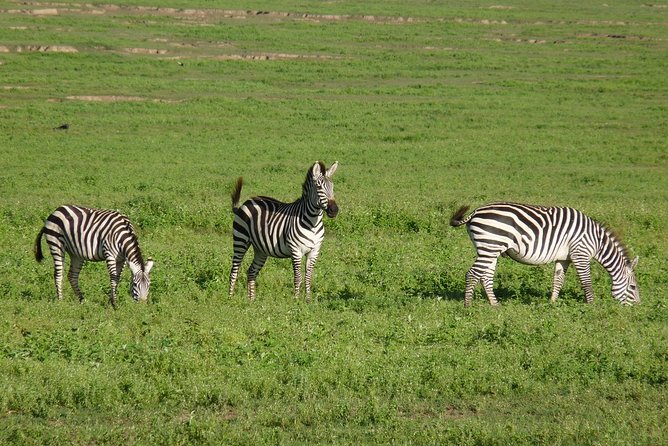 4 Days Lodge Safari - Inclusions