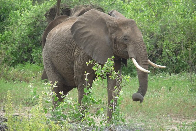 4 Days Lodge Safari - Tour Participation Guidelines