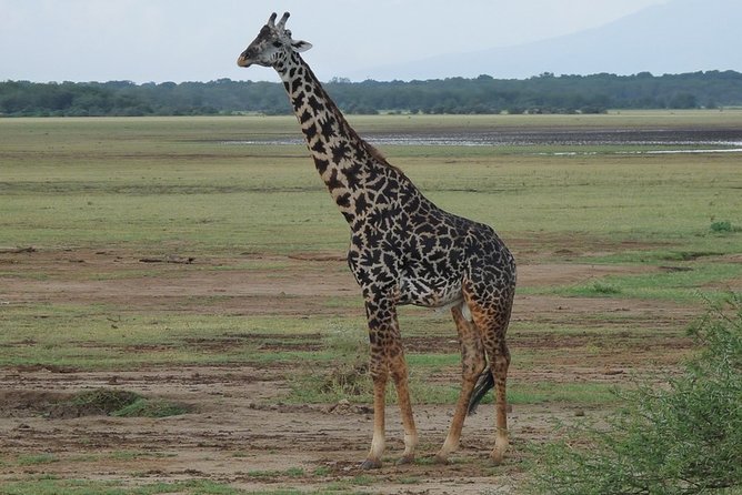 4 Days Lodge Safari - Cancellation Policy
